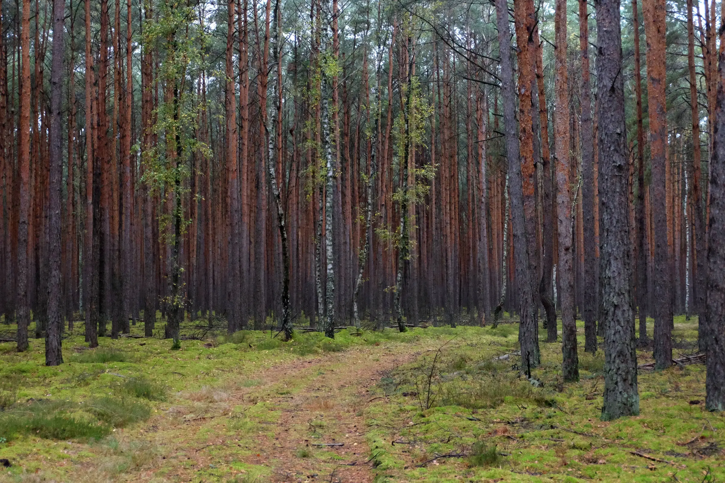 Większość lasów w Polsce to monokultury sosnowe